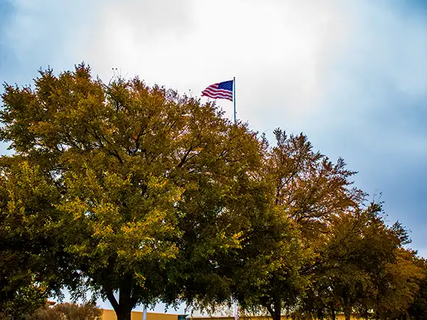 Trees and flagpole on UTPB campus